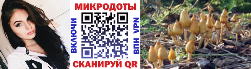 ссылка на мегу зеркало  продажа наркотиков  Ахтубинск  Псилоцибиновые грибы Psilocybine cubensis 